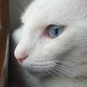 Gennaro Bompignano's photo