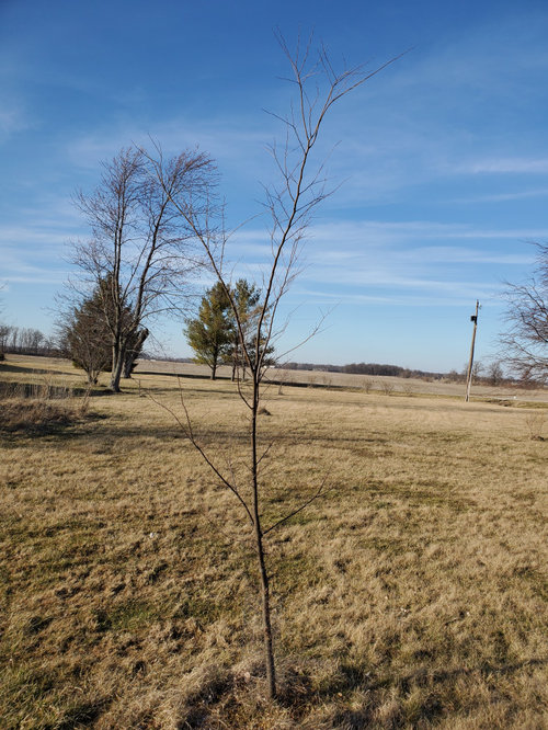 Zelkova pruning advice