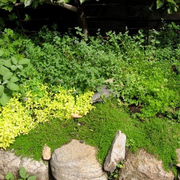 Herb garden; sage used in sage-brown-butter garnish