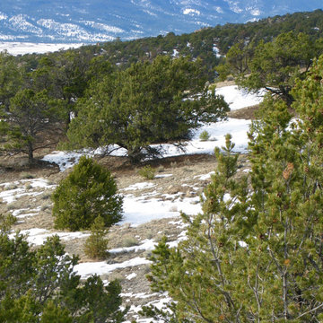 Colorado Four O’Clock Native Landscape