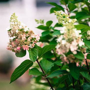 Hydrangea paniculata 'Vanilla and Strawberry'