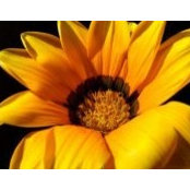 Koby Kuipers's photo