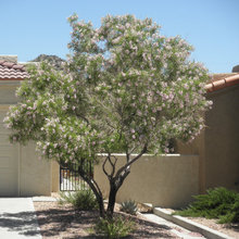 Front Yard Ideas