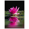 Pink Asia Lotus Flower 2, 8"H x 10"W x 0.1"D