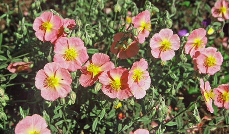 Die 5 Pflanzen-Highlights im Juni