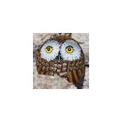 Paul Chiesman's photo