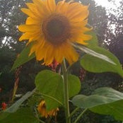 Catherine Schemaitat's photo
