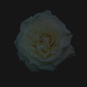 Lordie Lane Mopia's photo