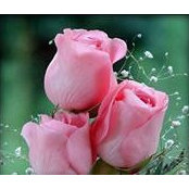 Charmy Hechanova's photo