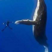 Yaburi Pinto's photo