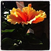 Annapaola Rosso's photo