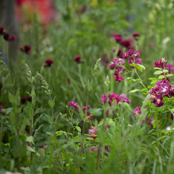 RHS Chelsea Flower Show 2019