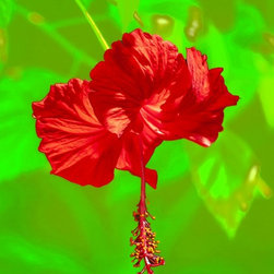 Fine Art Photography - Digital paintings - Products