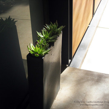 Sausalito - Plantings for a Steep Slope and Rows of Succulents