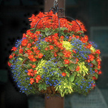 Hanging Baskets