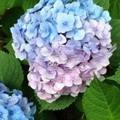 Rhonda Kitchens's photo