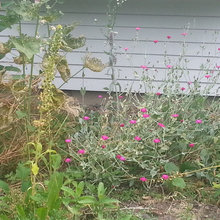 my garden