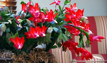 Great Houseplant: Holiday-Blooming Cactus