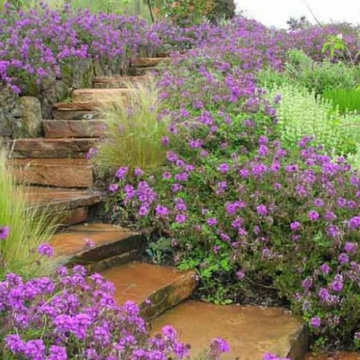 Reference / Precedent Imagery – Sustainable Plantings