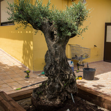 JARDINERA CON OLIVO (Castellón)