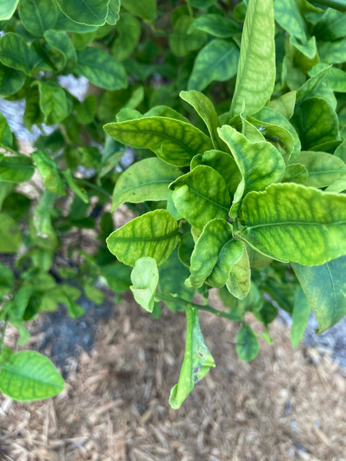 key lime tree problems