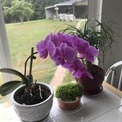 Joy Abbott Swanson's photo