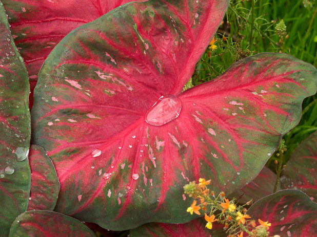 Сад by Le jardinet