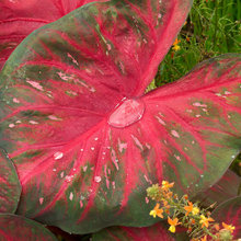Backyard plants