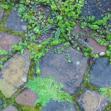 GARDEN ART: PERGOLA & XERIPAVE PERVIOUS PAVER "COBBLE STONE" RAIN GARDEN CREEK
