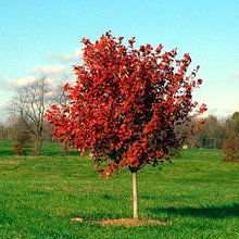 Trees