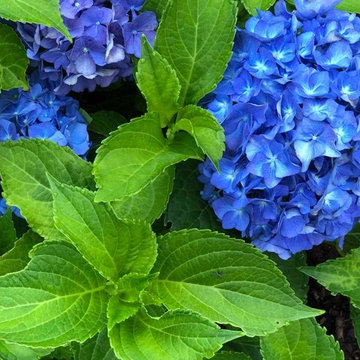 July Vignettes