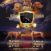 Koruridge Rhodesian Ridgebacks's photo