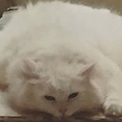 Kumru Toktamis's photo