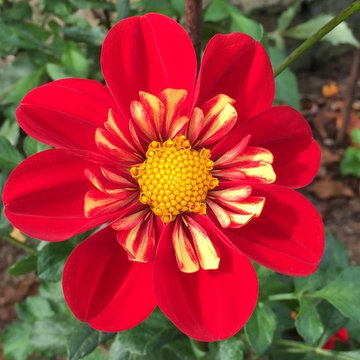 Dahlias