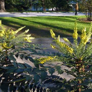 Mahonia Aquifolium