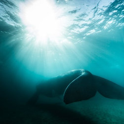 Tail in the Light by Joel Coleman - Photographs