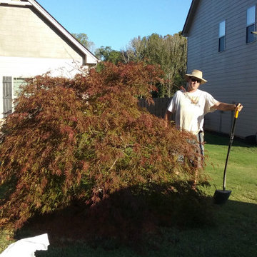 Japanese Maples
