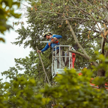 Aerial Lift Canopy Pruning on a Mature Tree, Wichita, KS
