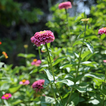 Zinnia