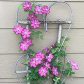Suzie Donnelly's photo