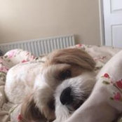 Amy Linley's photo
