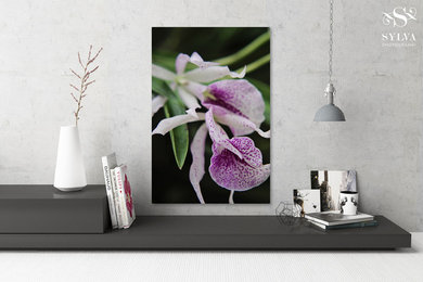 Purple and White Orchid Flowers Gallery Wrap Fine Art Canvas