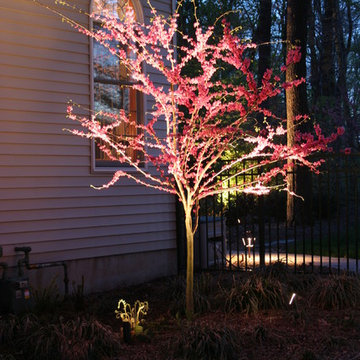 Tree Lighting