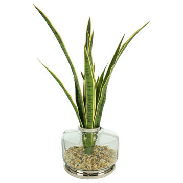 4 ft Snake Plant Arranged in a Glass Vase with Rocks