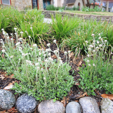 Native Plant Landscaping, Hardscaping, and Bioswales