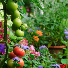 vegetable garden