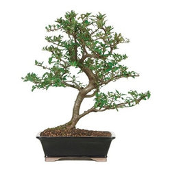 Pyracantha Outdoor Bonsai Tree - Area Rugs