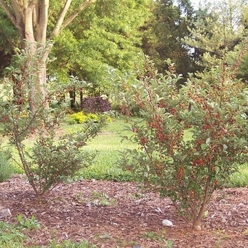 Edible Landscaping