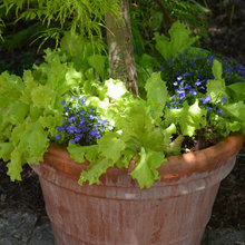 Garden ideas