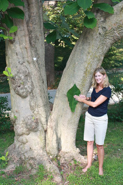 Big Leaf Magnolia Anyone Own This Tree